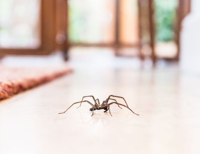 Spider on the Floor — Lincolnton, NC — Precision Pest Management dba PESTEX