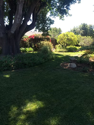 Lush green yard with a large tree in the shade. A house and colorful bushes are in the background.
