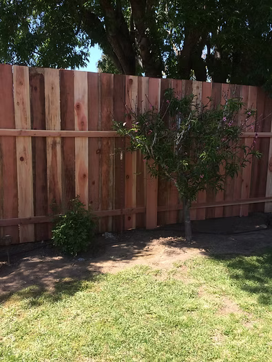 Wooden fence in a backyard with a small tree and bushes in front of it, green grass.