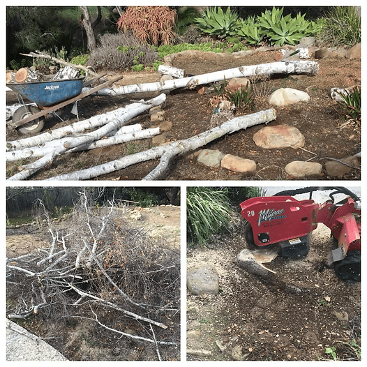 Birch tree logs and branches being processed in a yard; a red chipper is shown.