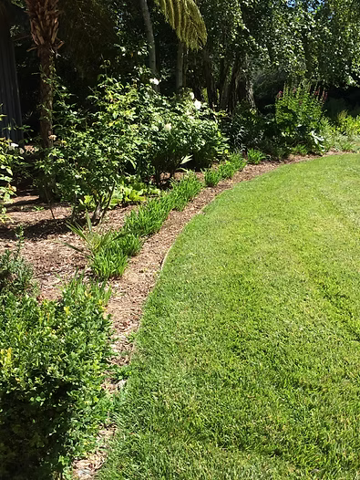 Lush green lawn borders a garden bed with small plants, surrounded by trees and other greenery.