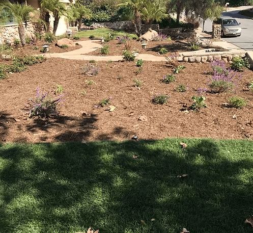 A front yard with mulch beds, plants, and a pathway. Sunny day with a car parked in the street.
