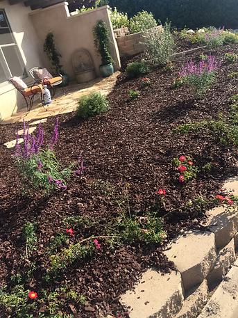 A sloped garden bed mulched with dark wood chips; vibrant purple and red flowers bloom.