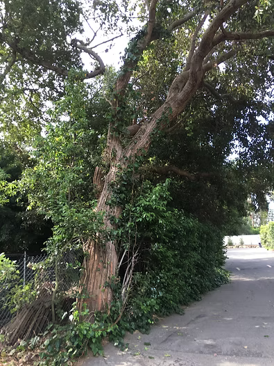 Large tree with thick trunk and sprawling branches next to a road, partially obscured by green foliage.