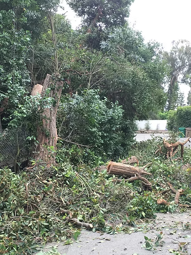 A tree stump and debris on a road, likely after tree trimming, with green foliage.