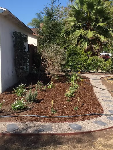 Garden bed with a wood chip base, edged with stone, bordering a stepping stone path; plants and small trees.