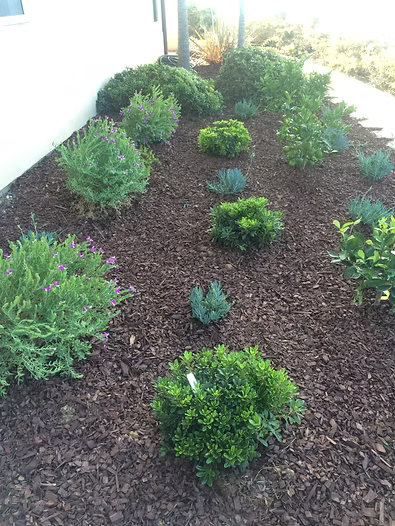 A garden bed with various green shrubs, mulched with dark brown material, near a white wall.