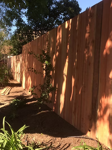 Wooden fence in a backyard, with a climbing plant.