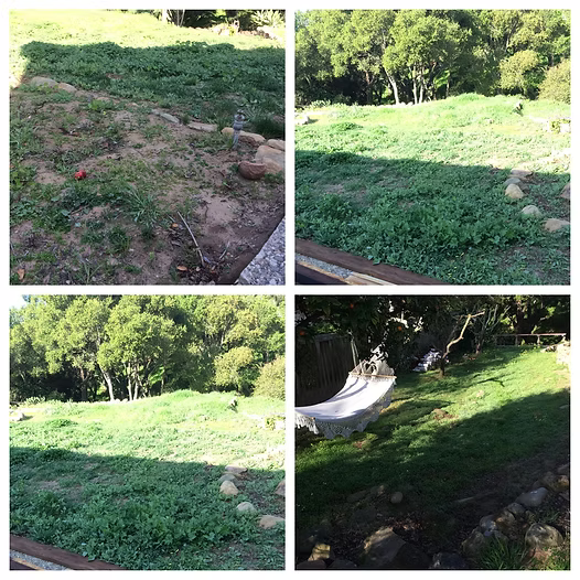 Four outdoor views of a grassy area with trees in the background. Sunlight casts shadows.