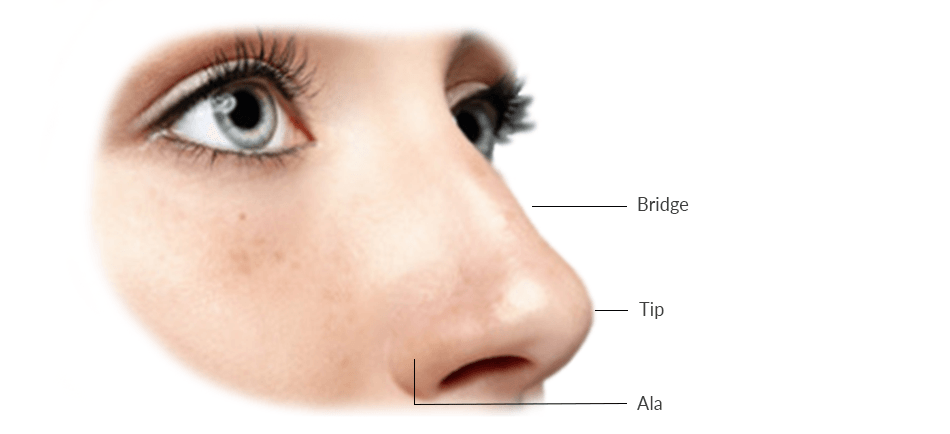 external anatomy of nose