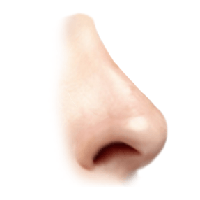arched nostrils