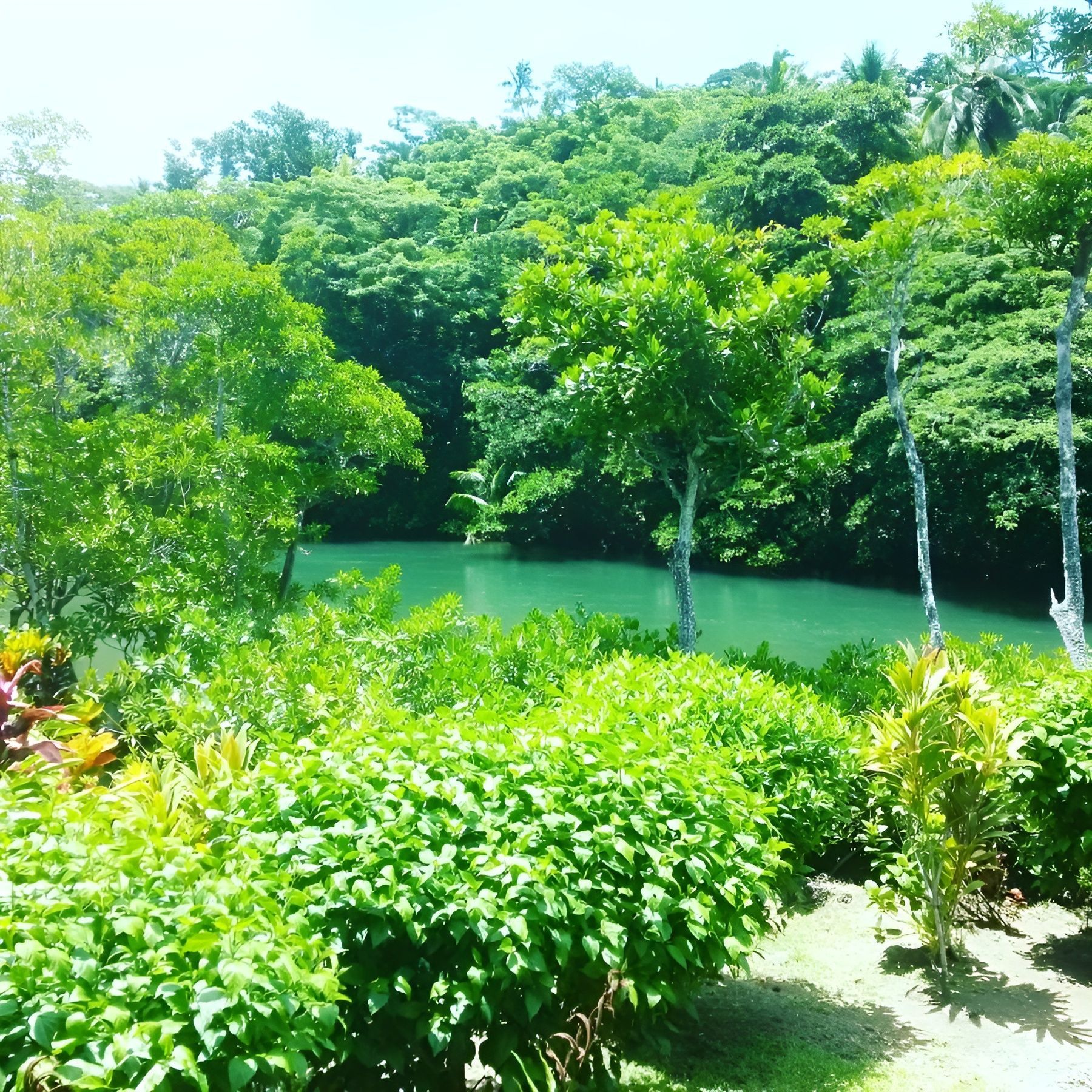 A lush green forest with a lake in the background