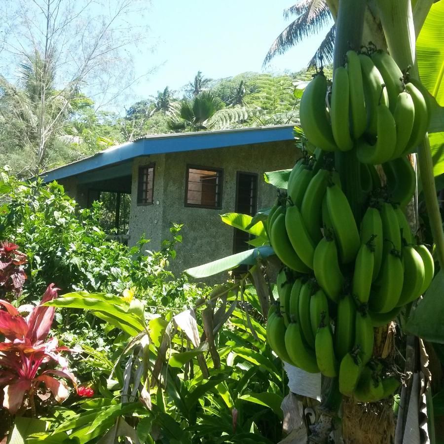 A bunch of green bananas hanging from a tree in front of a house