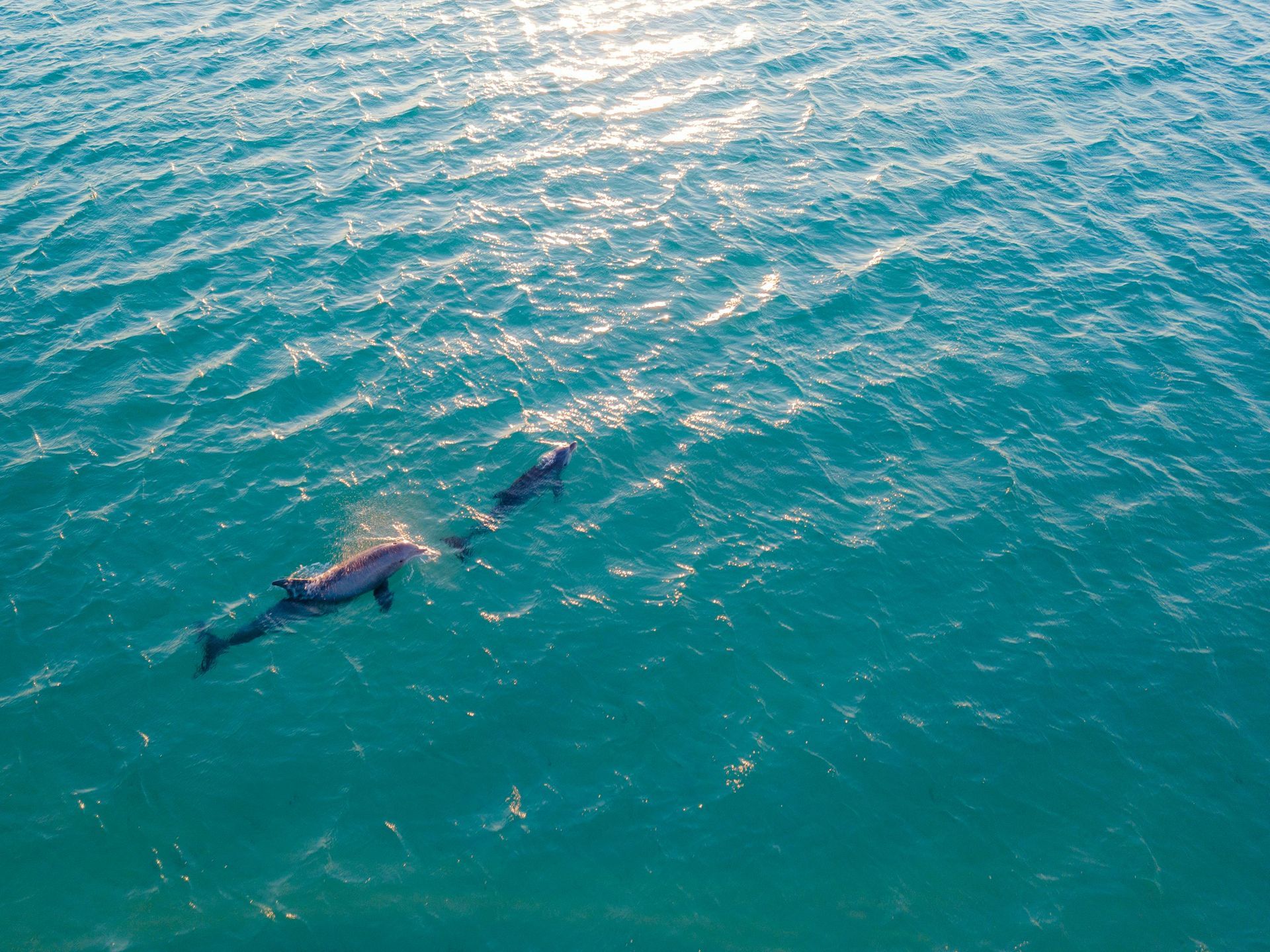 A couple of dolphins are swimming in the ocean.