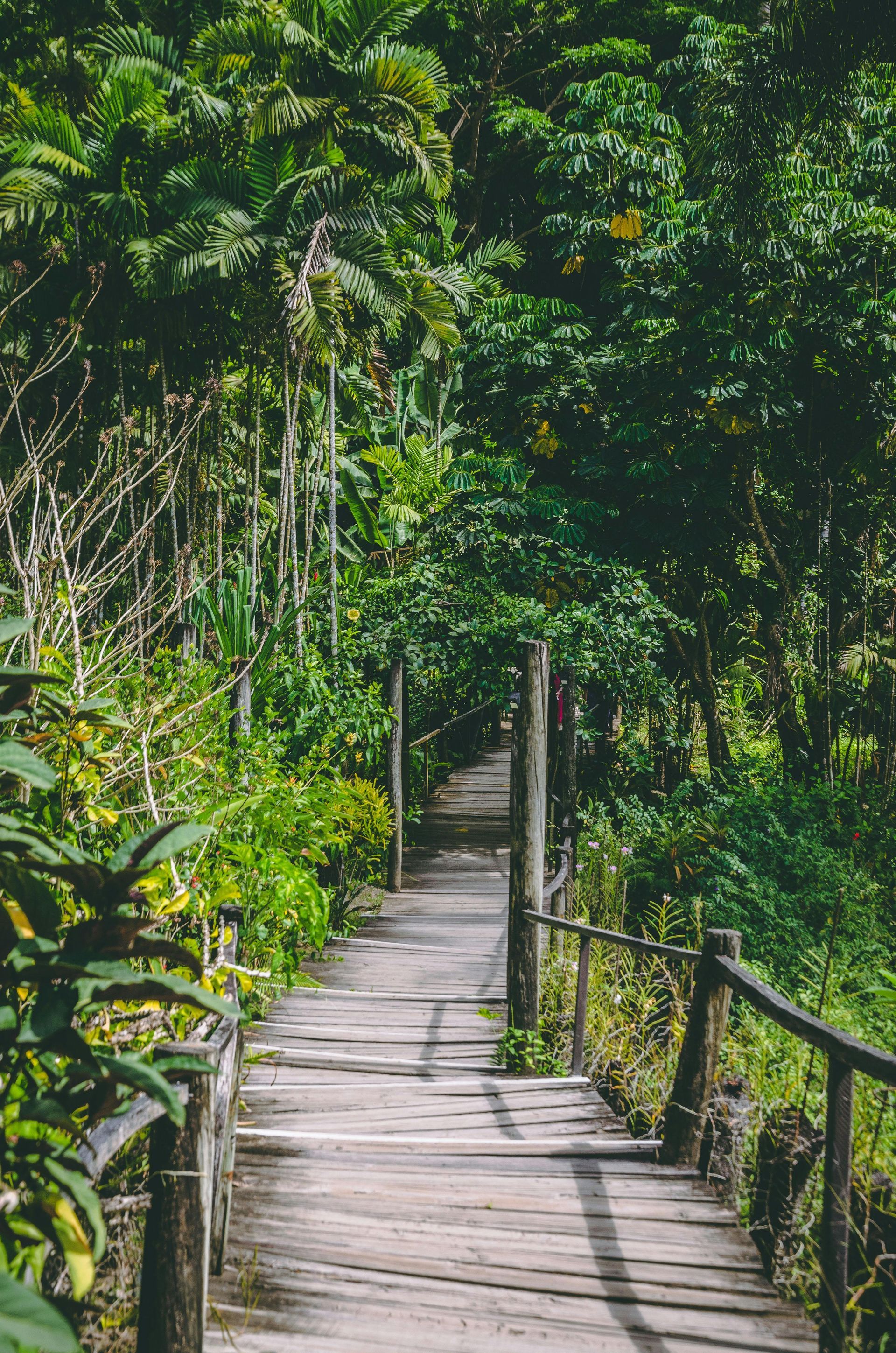 A wooden walkway going through a lush green forest.