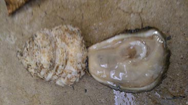 Maryland Chesapeake Oyster