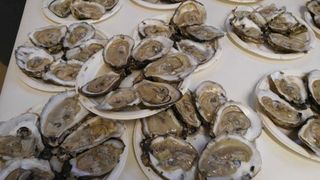 Catering - Raw Maryland Chesapeake Oysters-min
