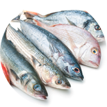 Porgies — Fresh Catch of the Week - York Fish & Oyster Co. - York, PA