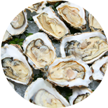Oysters — Fresh Catch of the Week - York Fish & Oyster Co. - York, PA