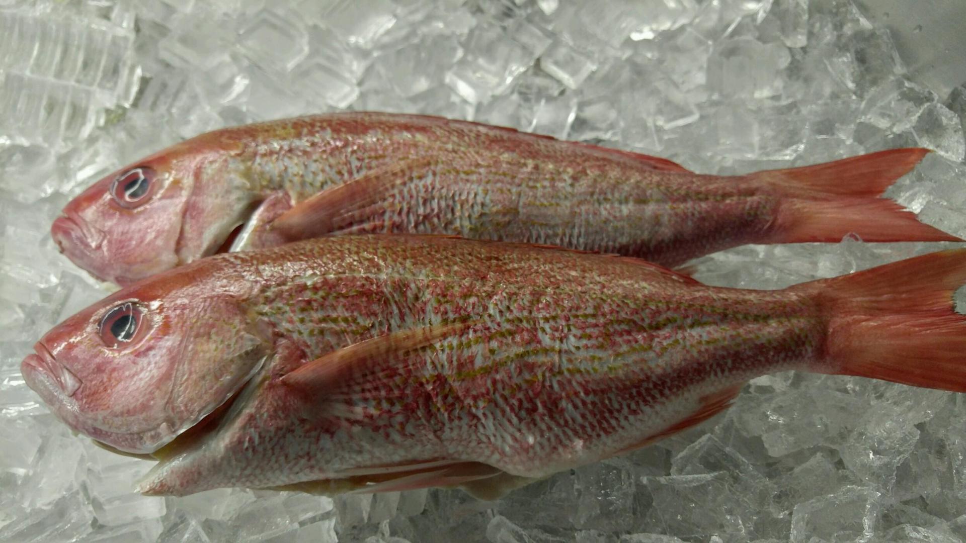 Order — Fresh Red Snapper in York, PA
