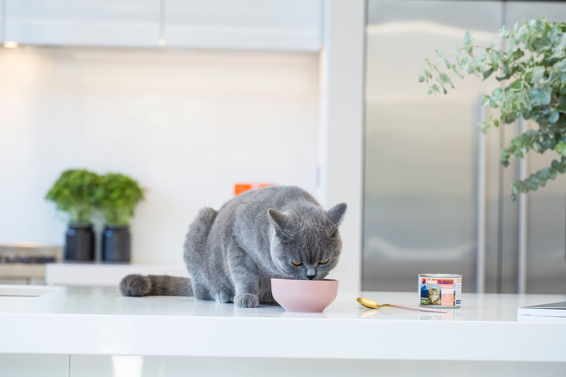 Premium pet products ,cat wet food