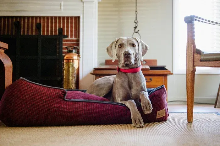 Premium Dog bed from PLAY  pet