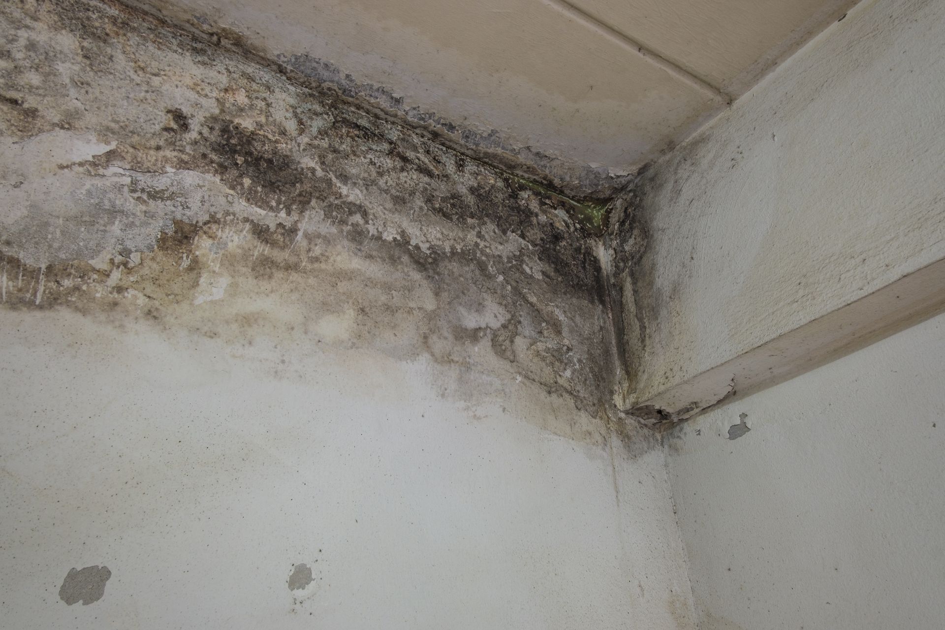 The damage from water leaks causing mold growth on the interior walls of a home.
