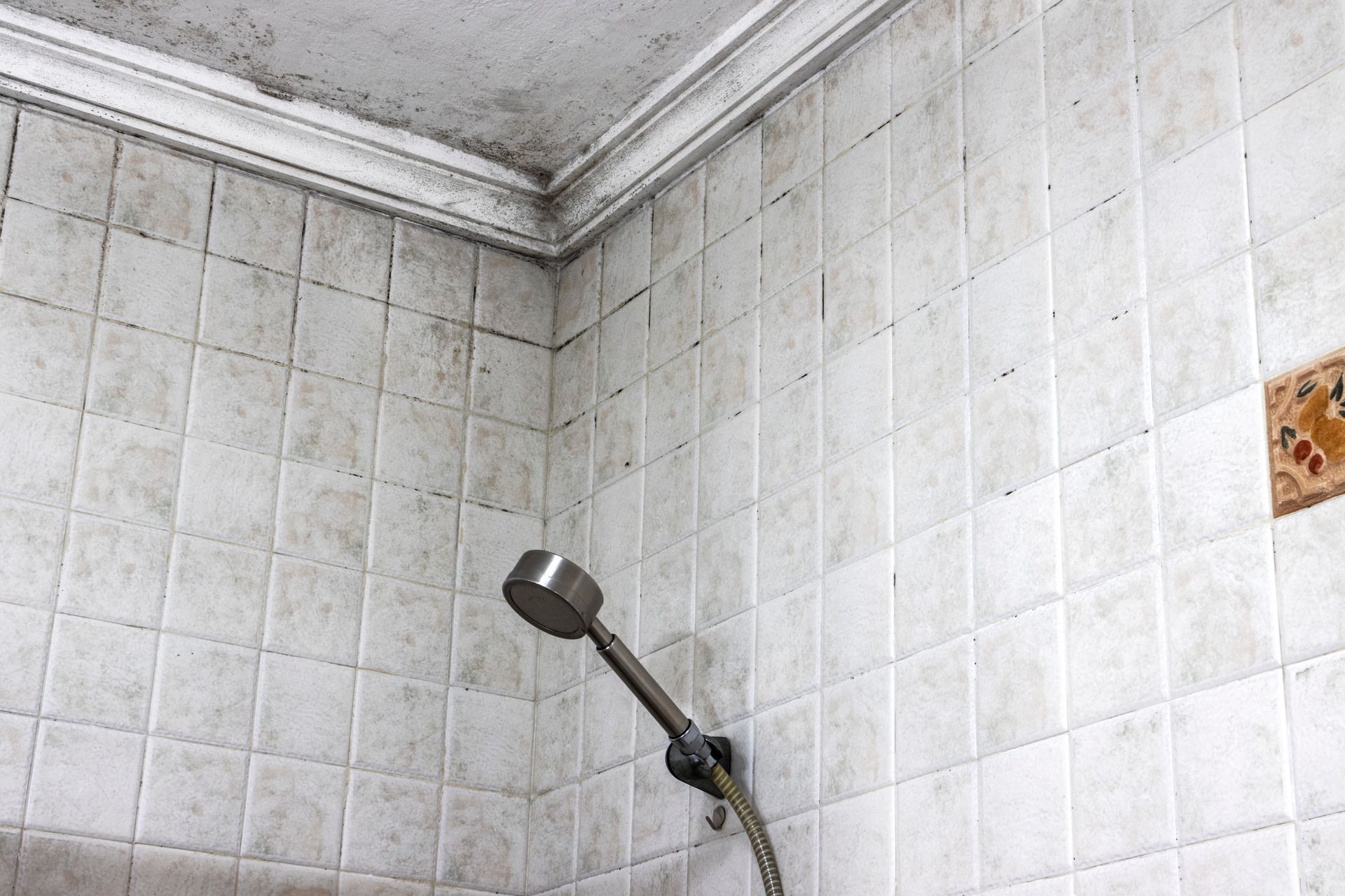 Shower area with white tiles and visible black mold on grout and ceiling near the showerhead.
