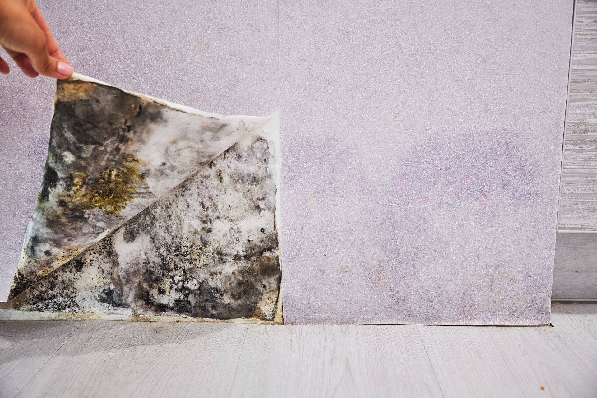 Hand peeling wallpaper to reveal black and green mold on wall.