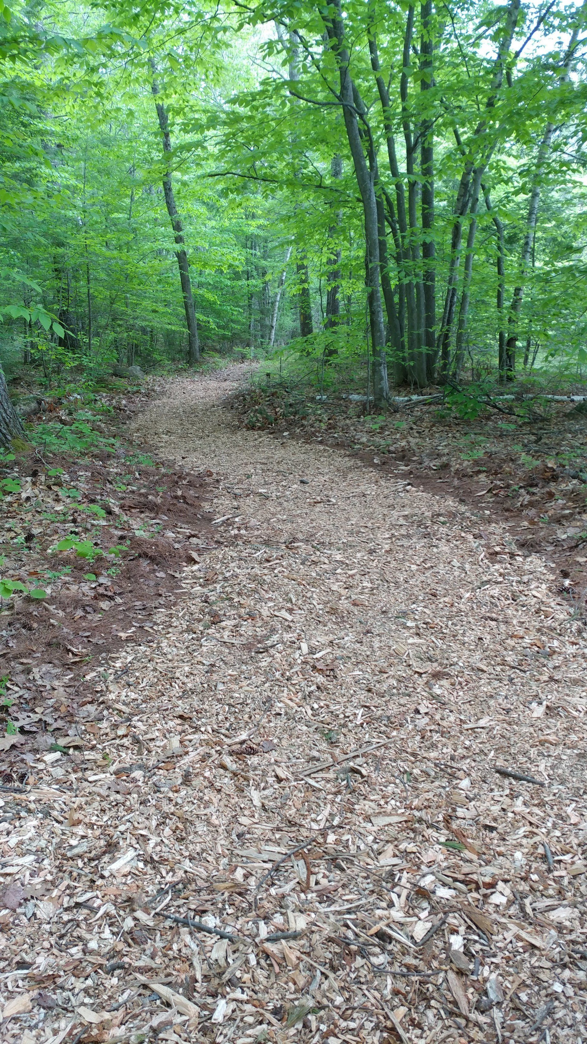 A path in the woods covered in leaves and trees.