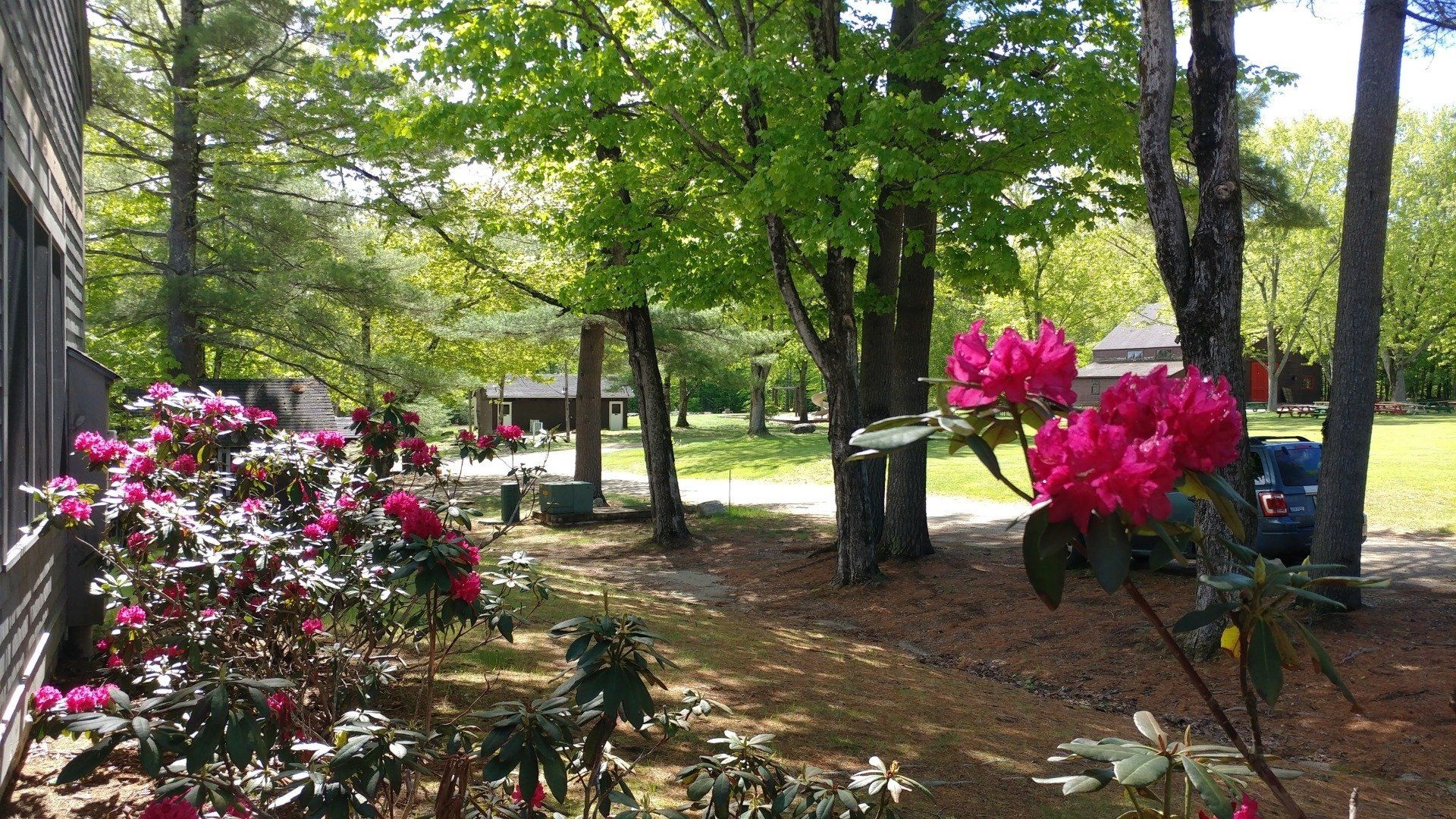 A garden filled with lots of flowers and trees on a sunny day.