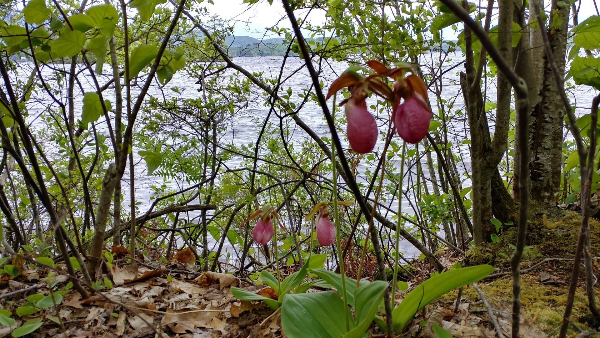 A pink flower is growing in the woods near a body of water.