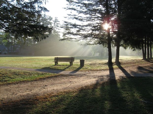 The sun is shining through the trees in the park