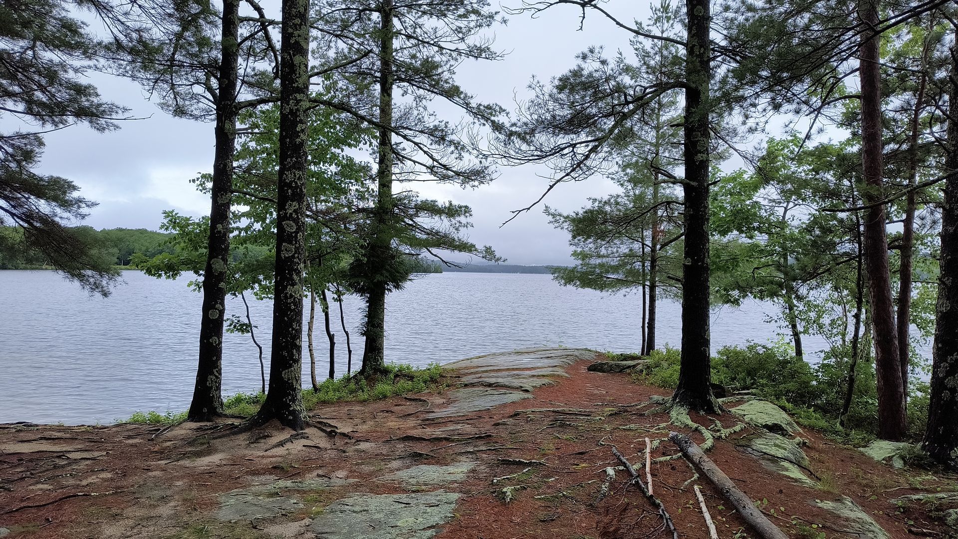 Lakeside view through trees on a cloudy day. Brown ground with small logs, water in the distance.