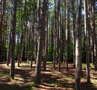 A lush green forest with lots of trees