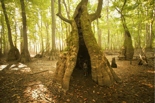 A person is standing in front of a large tree in the middle of a forest.