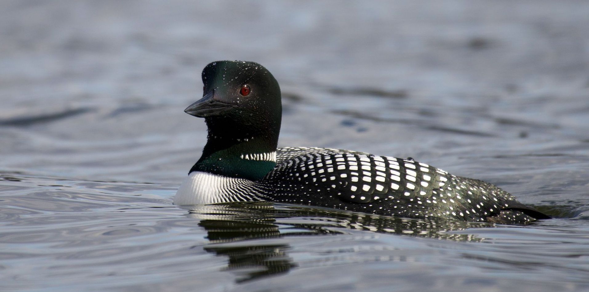 A black and white duck is swimming in the water. Lake Winnipesaukee Loon