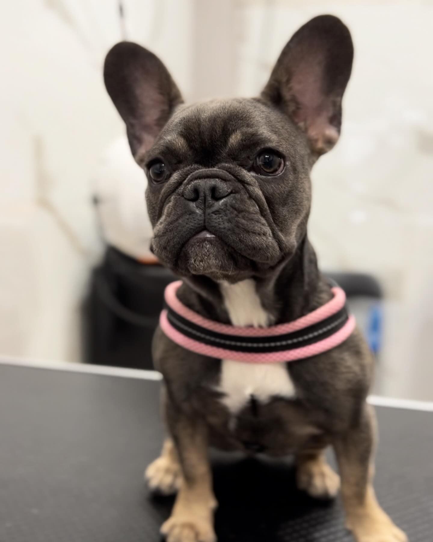 Un piccolo bulldog francese tigrato, con un collare rosa, è seduto su un tavolo da toelettatura e guarda in camera.