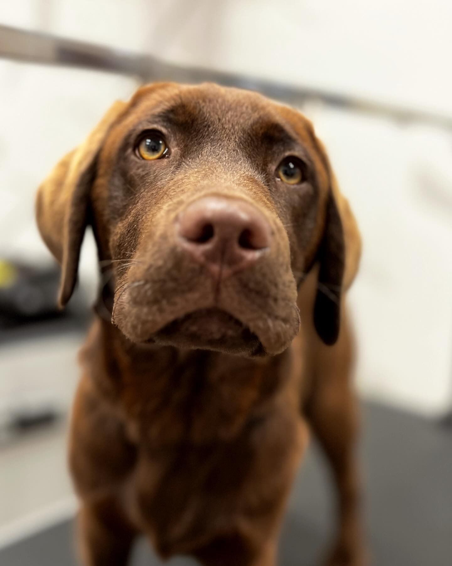Cane marrone con le orecchie pendenti che guarda verso l'alto all'interno di un edificio, primo piano su uno sfondo sfocato.