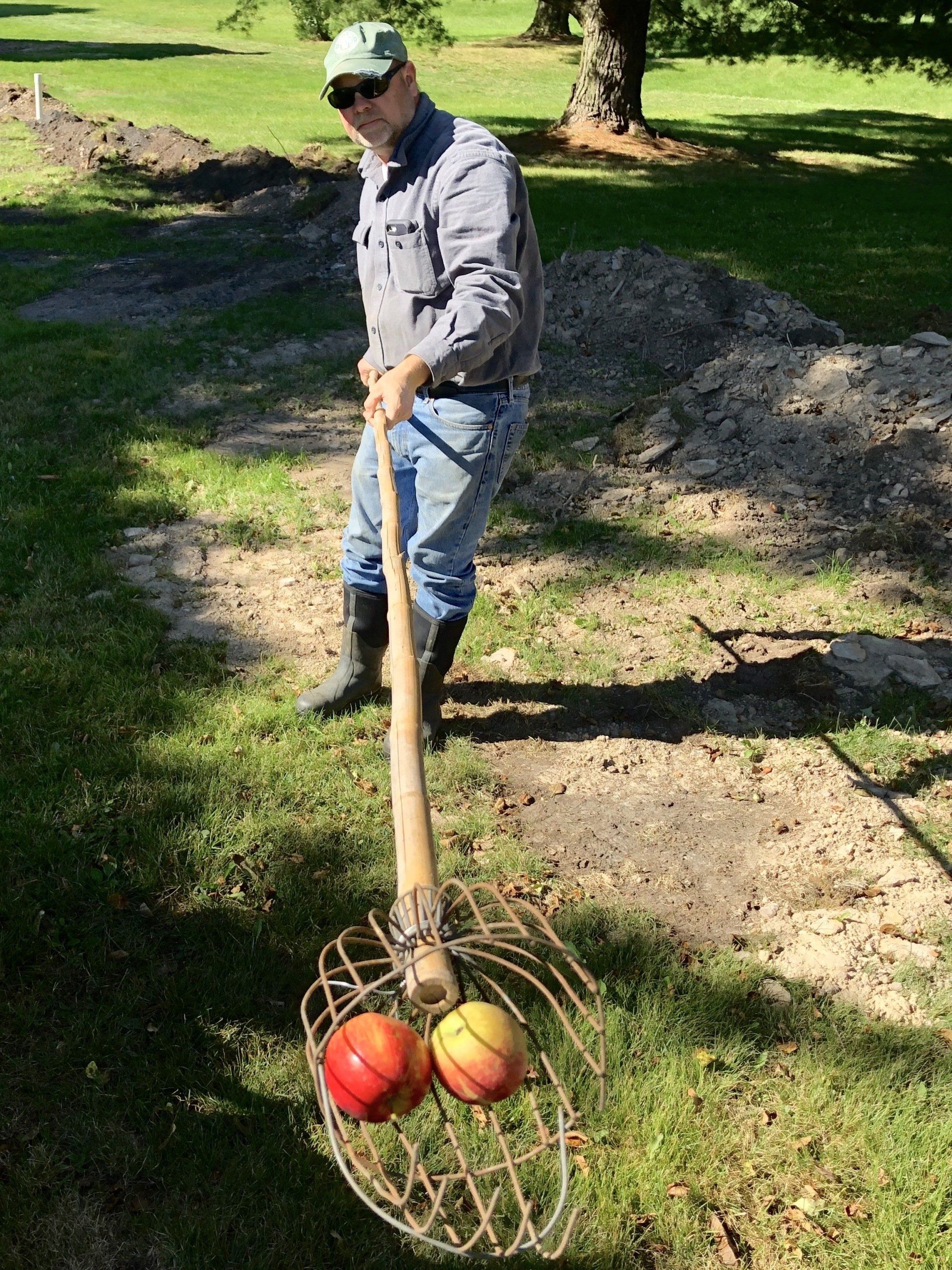 Man using an apple picker to collect two apples on a lawn near a pile of dirt.