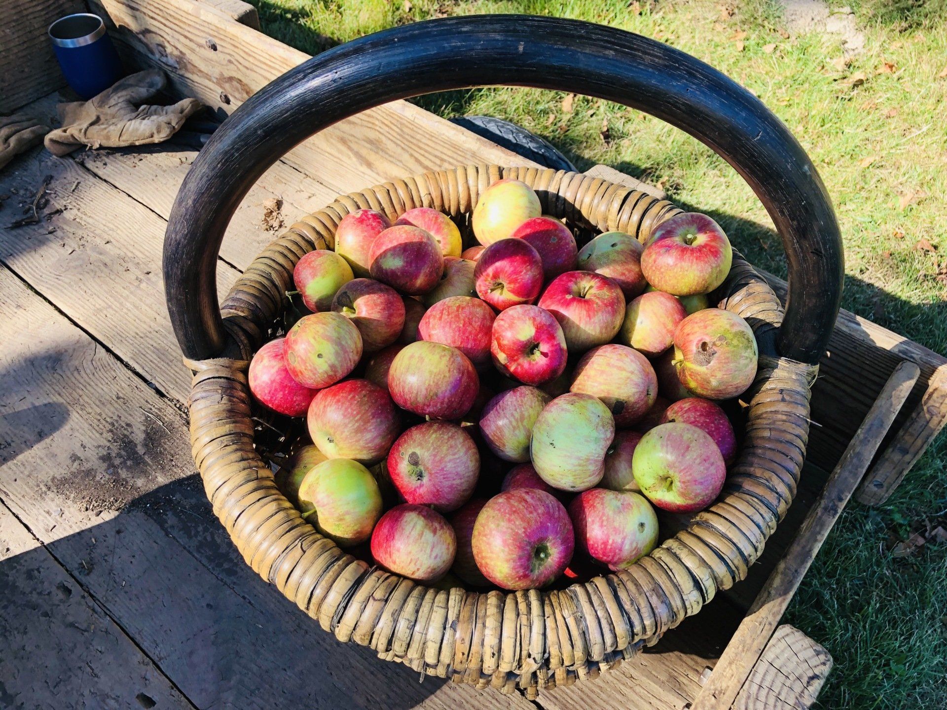Basket filled with red and green apples on a wooden surface outdoors.