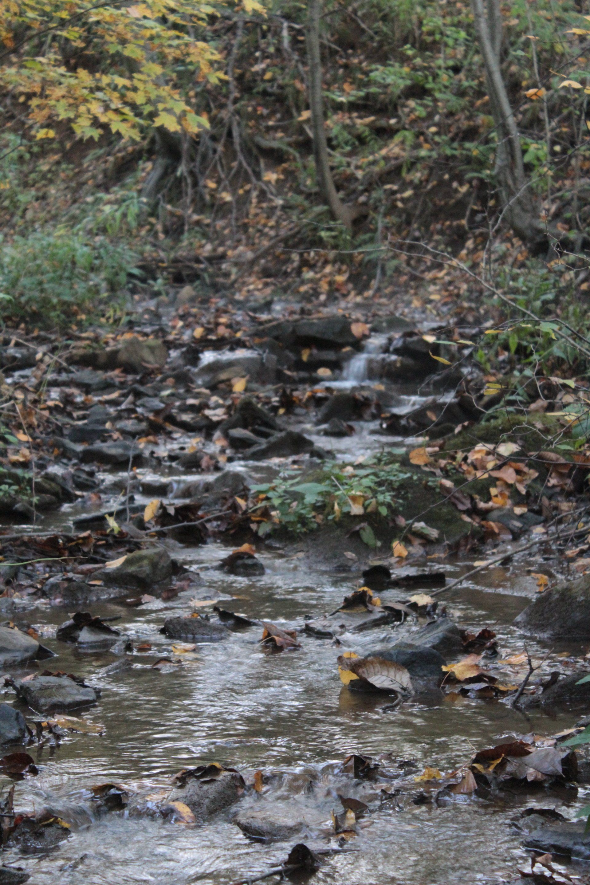 Stream flowing over rocks, surrounded by fallen leaves and trees in autumn colors.