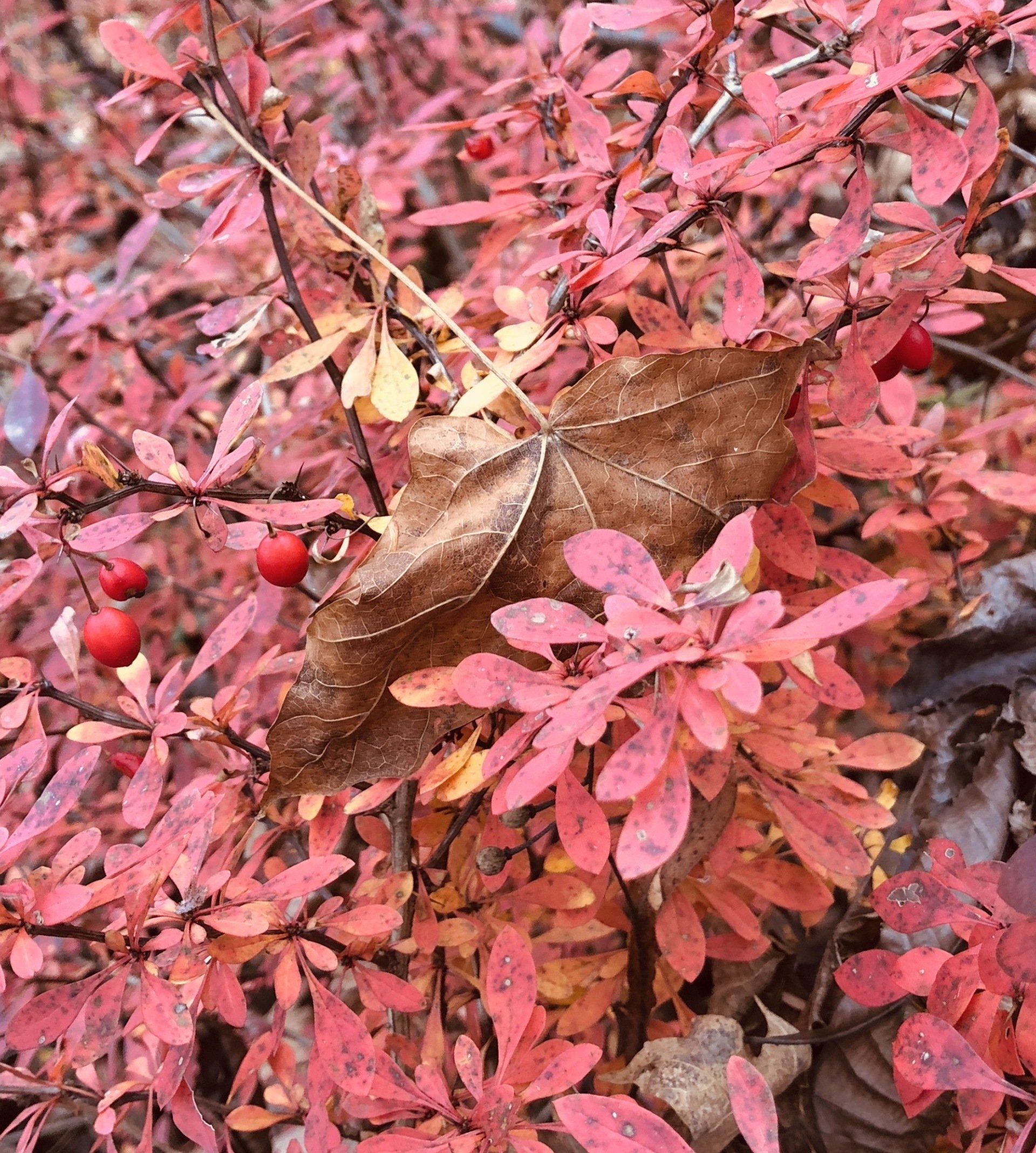 Red leaves and berries with a brown leaf in the center.