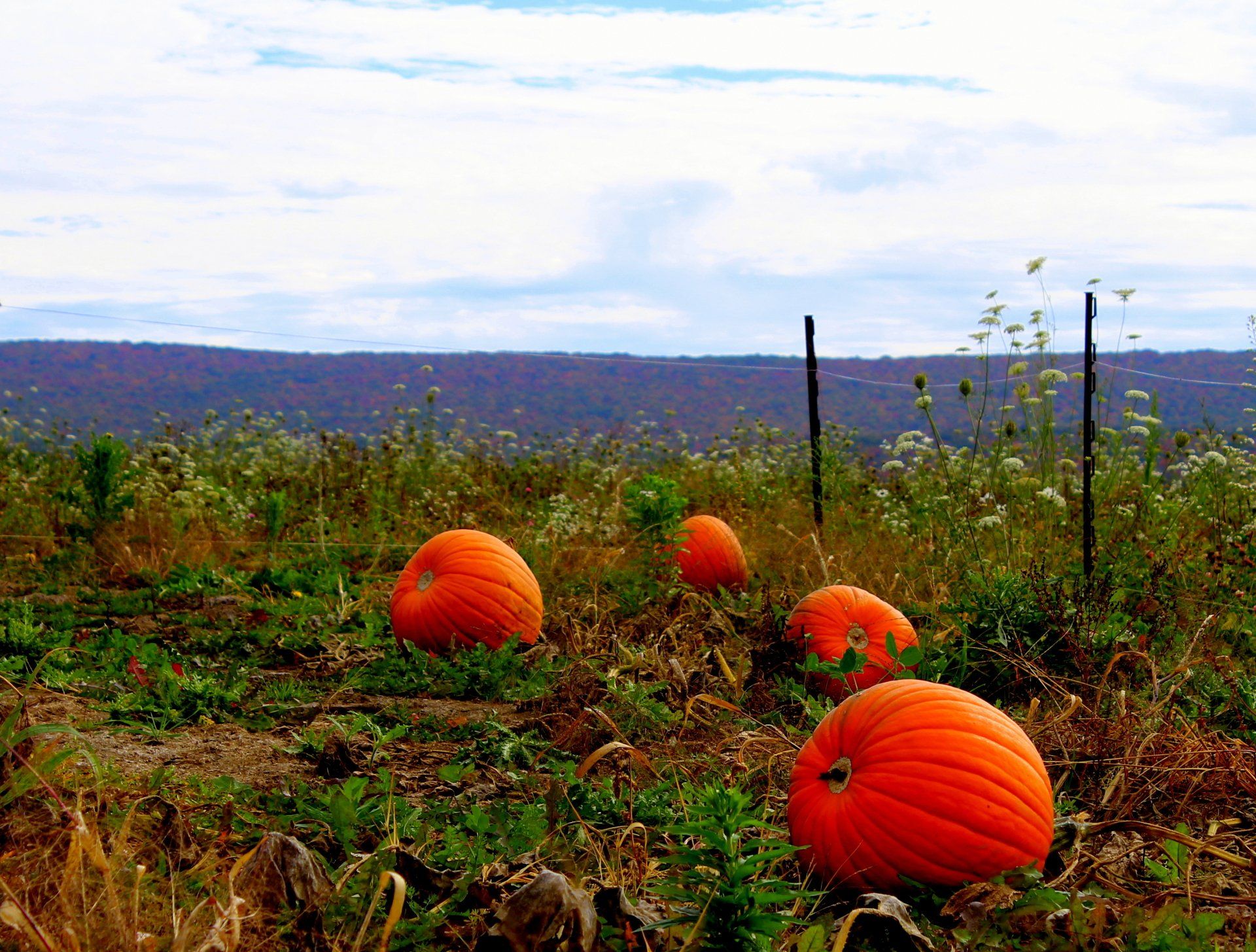 Orange pumpkins in a field, with a backdrop of a cloudy sky and distant hills.