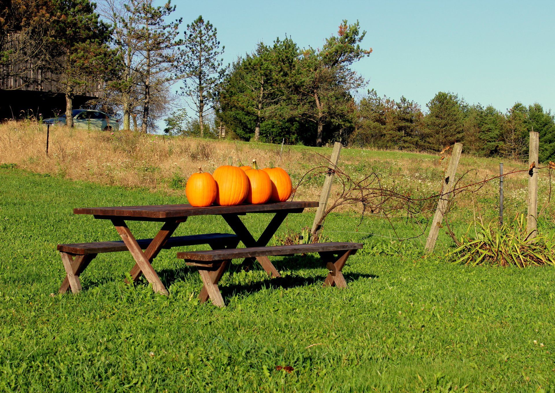 Four orange pumpkins on a wooden picnic table, outdoors on a grassy hill with trees under a blue sky.