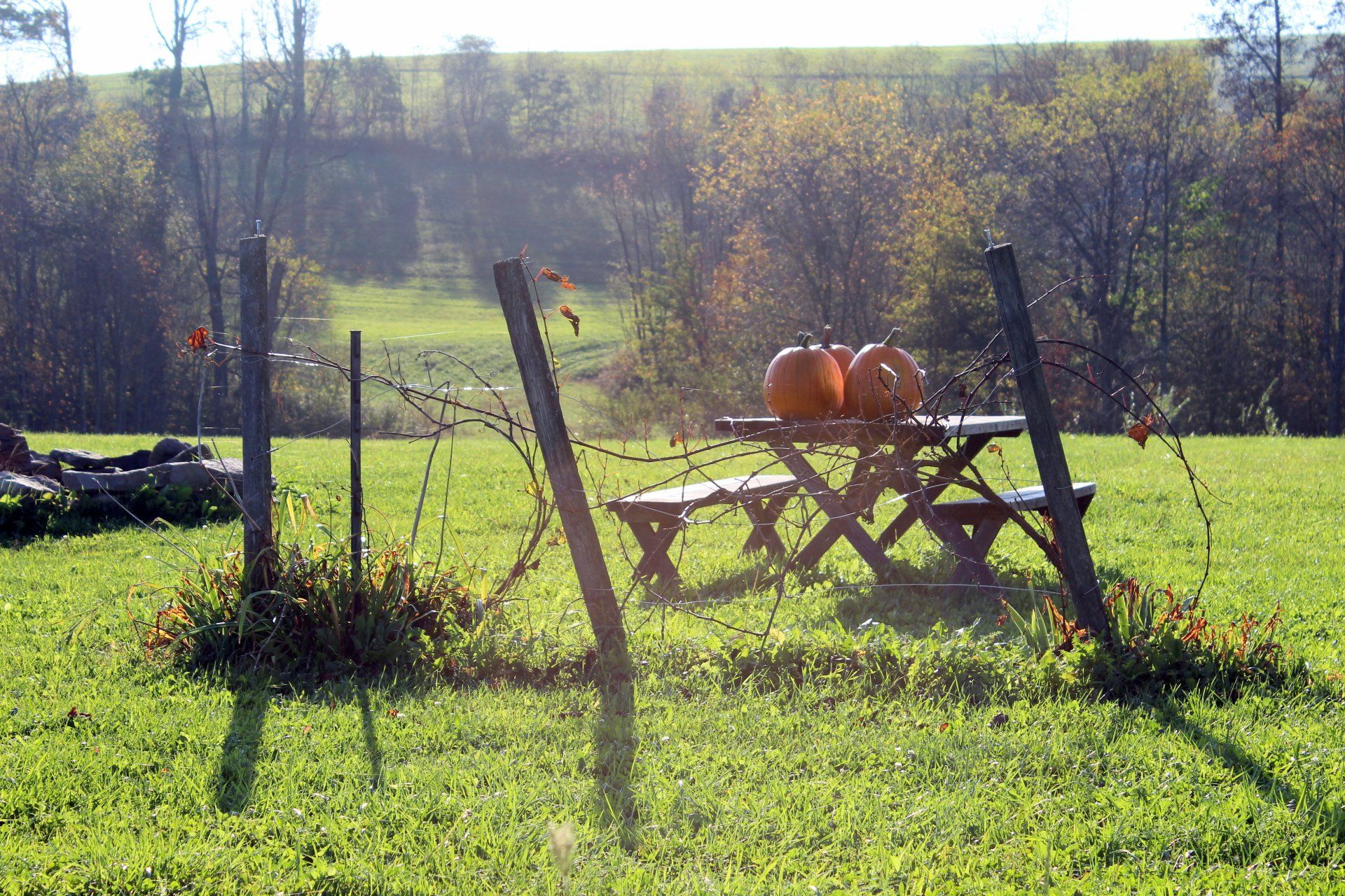Picnic table with pumpkins in a grassy field, barbed wire fence in foreground, trees in background.