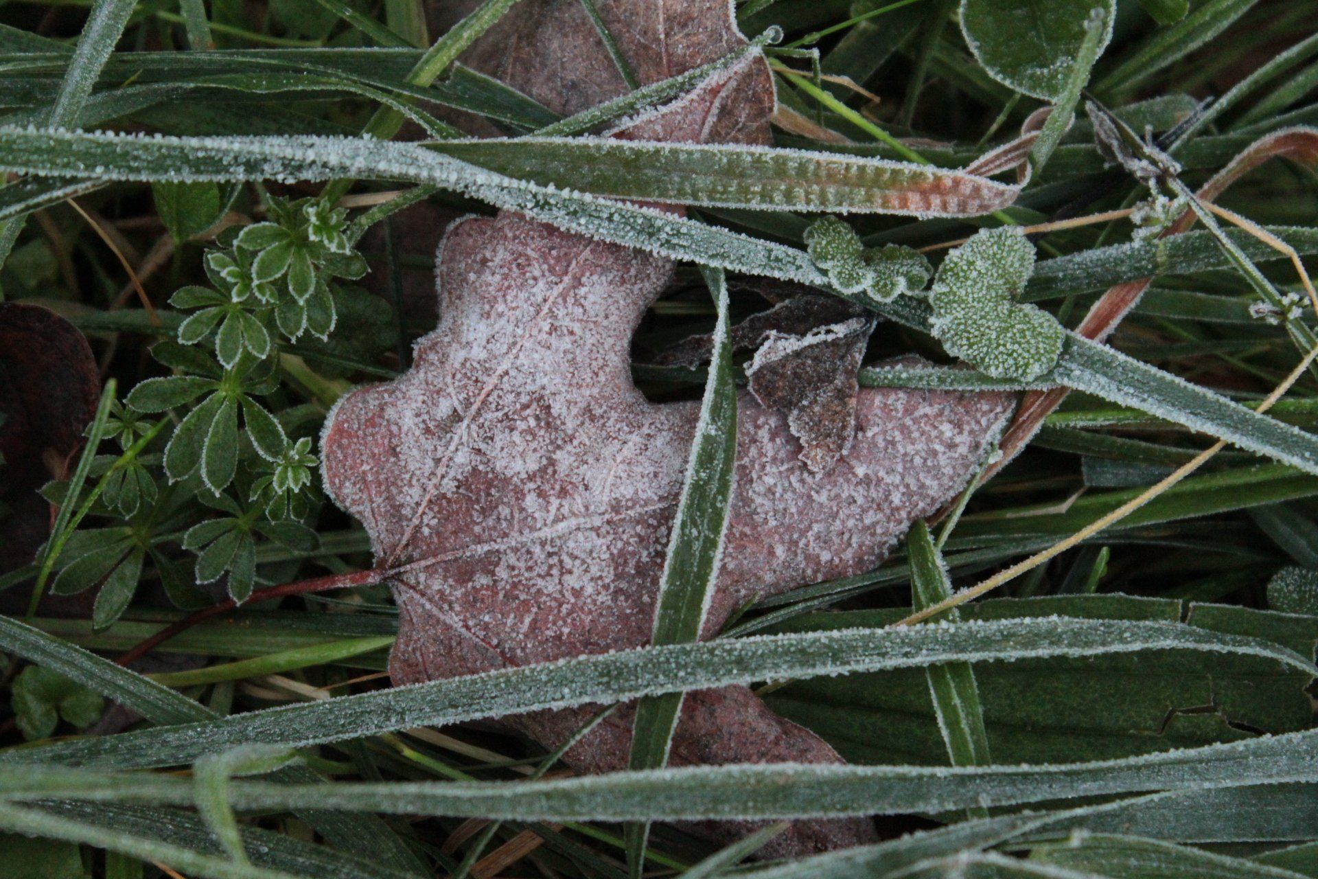 Frost-covered brown leaf on green grass, clover visible, close-up shot, morning light.