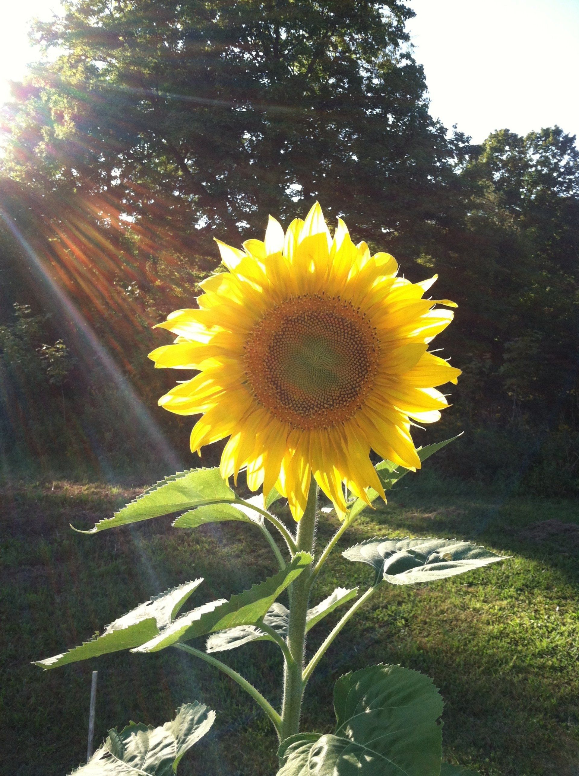 Bright yellow sunflower in sunlight with green leaves and a forest background.