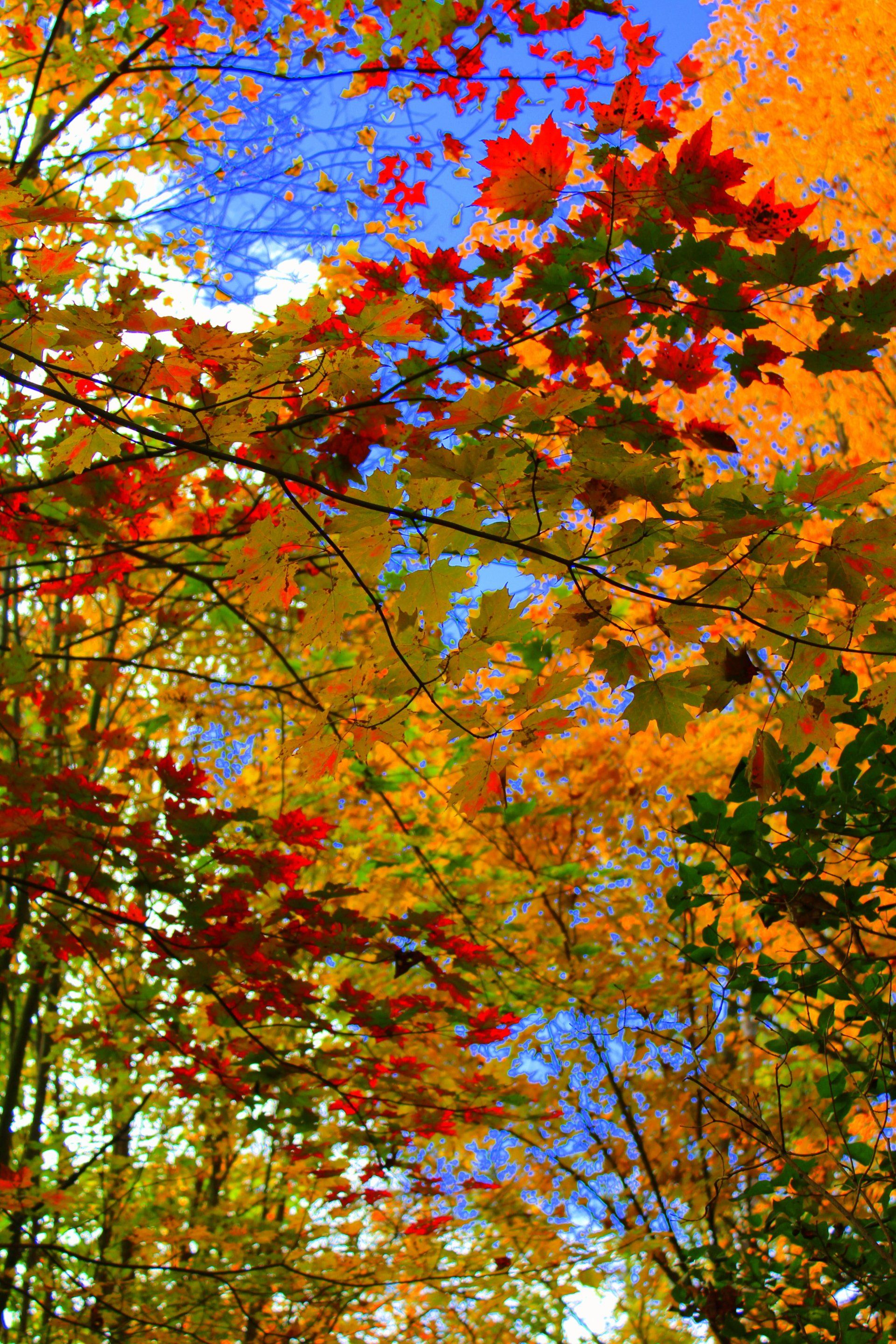 Autumn leaves at Dove Harbour Farm