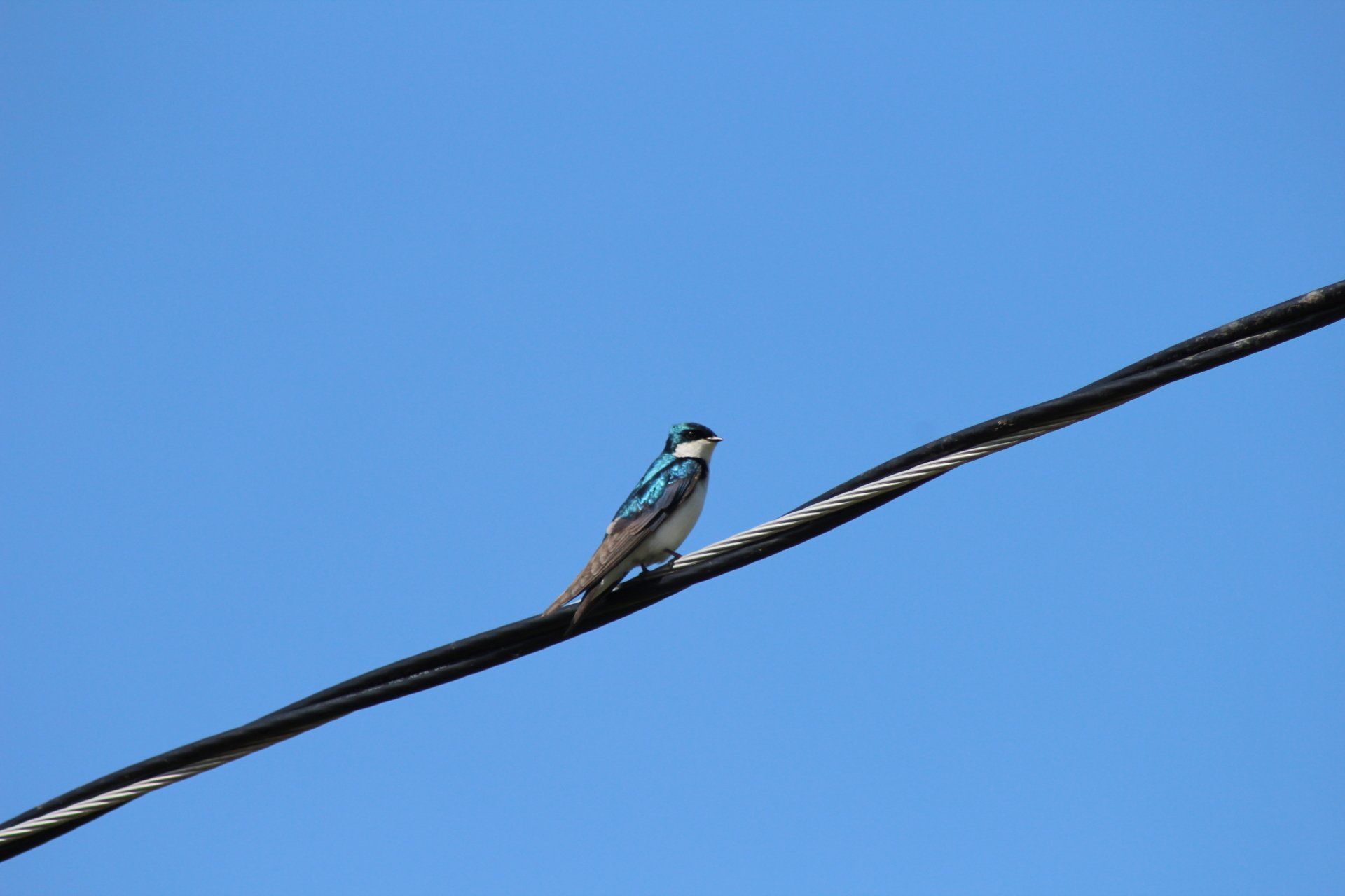A tree swallow with blue and white feathers perched on a black wire against a blue sky.